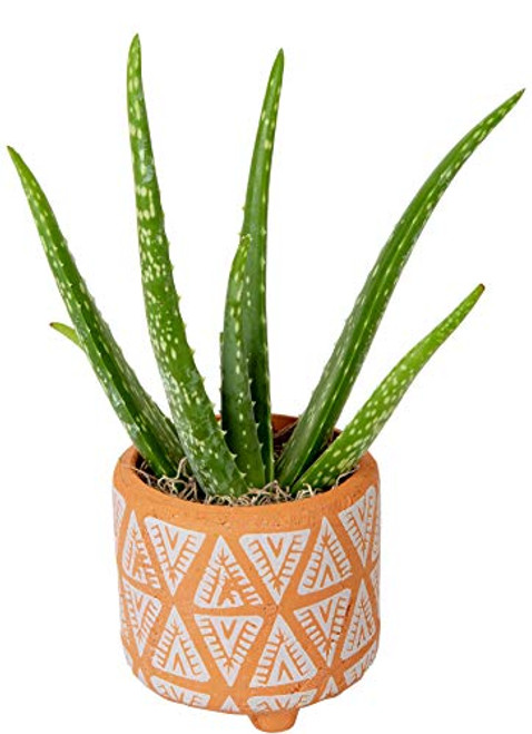 Costa Farms Aloe Vera Live Indoor Plant Ships in Modern Ceramic Planter, 10-Inch Tall, Excellent Gift or Home D?r Costa Farms Aloe Vera Live Indoor Plant Ships in Modern Ceramic Planter, 10-Inch Tall, Excellent Gift or Home D?r