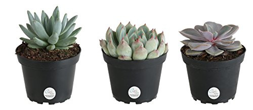 Costa Farms Echeveria Live Succulent Plant, Grower Choice Assortment, Fully Rooted, Ships in 4-Inch Grower Pot, 3-Pack, Fresh From Our Farm