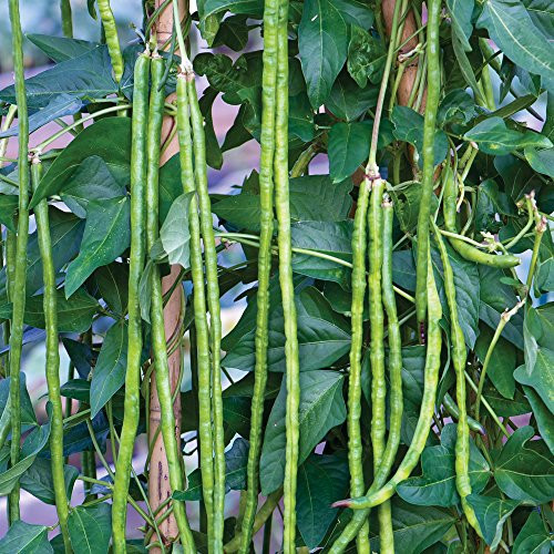 Burpee Yardlong Asparagus Pole Bean Seeds 1 ounces of seed