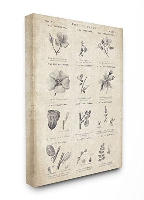 Stupell Industries Conversations On Botany Canvas Wall Art, 16 x 20, Multi-Color Stupell Industries Conversations On Botany Canvas Wall Art, 16 x 20, Multi-Color
