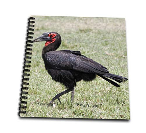 3dRose db_131786_3 Southern Ground Hornbill Bird, Maasai Mara, Kenya Af21 Aje0791 Adam Jones Mini Notepad, 4" x 4"