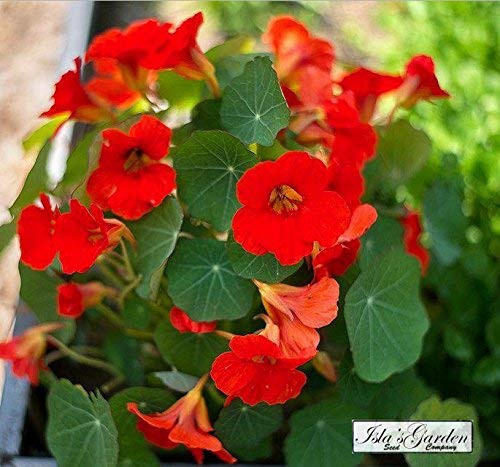 Nasturtium Empress of India Flower Seeds, 50+ Premium Heirloom Seeds!, Gardeners Choice, Great for Hanging Baskets! (Isla's Garden Seeds), 90% Germination Rate, Highest Quality Seeds Nasturtium Empress of India Flower Seeds, 50+ Premium Heirloom Seeds!, Gardeners Choice, Great for Hanging Baskets! (Isla's Garden Seeds), 90% Germination Rate, Highest Quality Seeds