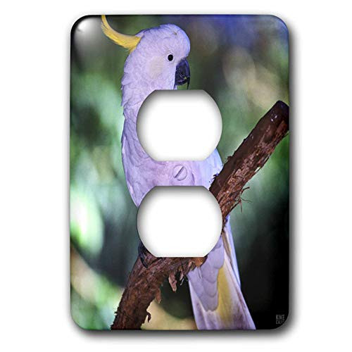 3dRose lsp_37627_6 Sulphur-crested cockatoo, cacatua galerita, rainforest. Queensland, Australia. 2 Plug Outlet Cover