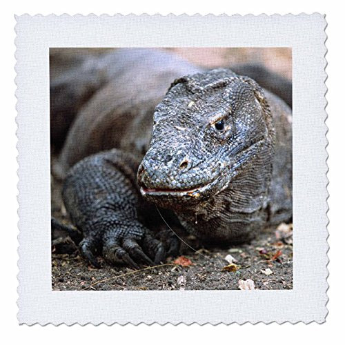 3dRose qs_73174_3 Indonesia, Sunda Archipelago, Komodo Dragon Lizard-AS11 JST0015 Jay Sturdevant Quilt Square, 8 by 8-Inch