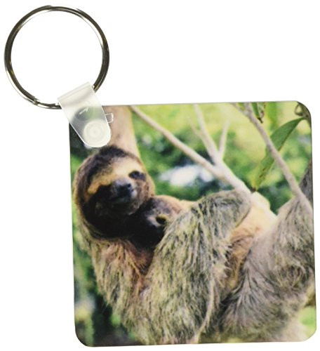 3dRose Three-toed sloth wildlife, Corcovado NP, Costa Rica - SA22 KSC0137 - Kevin Schafer - Key Chains, 2.25 x 4.5 inches, set of 2 (kc_87218_1)
