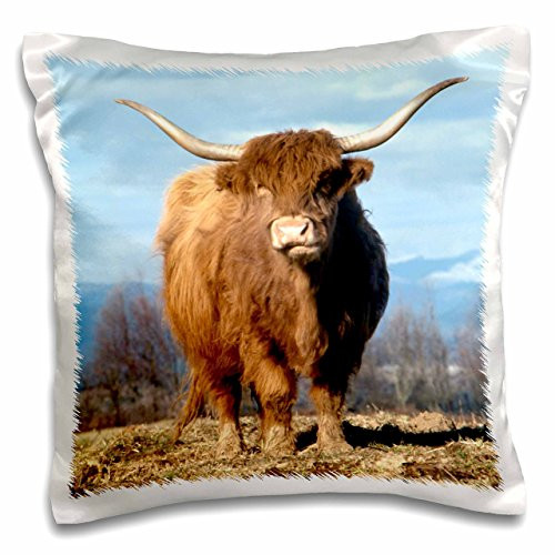 3dRose pc_93472_1 USA, Oregon, Multnomah County. Highland cow-US38 BJA0154-Jaynes Gallery-Pillow Case, 16 by 16"