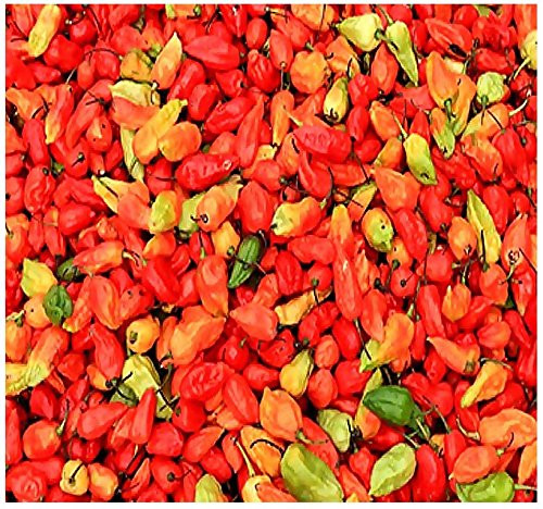 BIG PACK - (500) Bhut Jolokia, Ghost Pepper Seeds - 2007 as hottest chile pepper in the world at over 1 million Scoville unit- Non-GMO Seeds by MySeed BIG PACK - (500) Bhut Jolokia, Ghost Pepper Seeds - 2007 as hottest chile pepper in the world at over 1 million Scoville unit- Non-GMO Seeds by MySeed