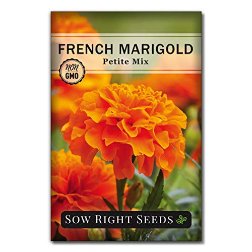 Sow Right Seeds - Petite Mix Marigold Seeds for Planting, Beautiful to Plant in Your Flower Garden; Non-GMO Heirloom Seeds; Wonderful Gardening Gift (