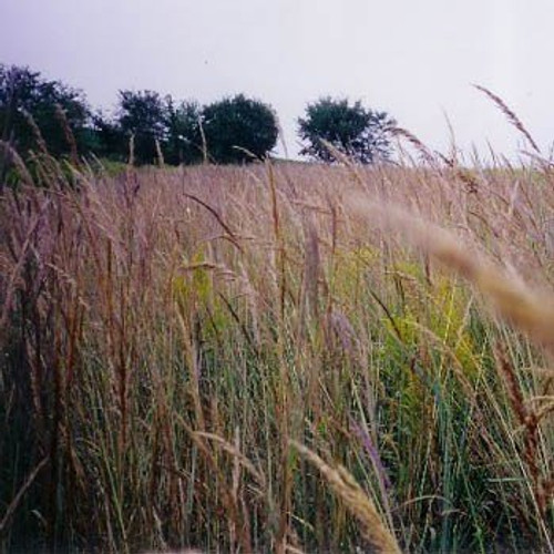 Outsidepride Tall Native Grass Seed Mix of Bluestems, Switchgrass, Indian Grass Seeds - 1 LB