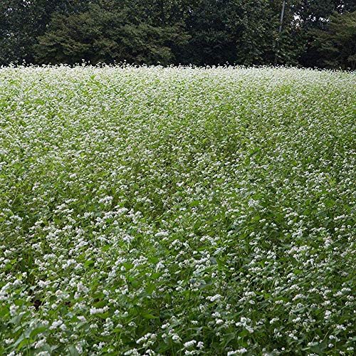 Outsidepride Buckwheat Cover Crop Seed - 1 LB