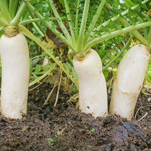 Outsidepride Daikon Radish Cover Crop Seed - 1 LB