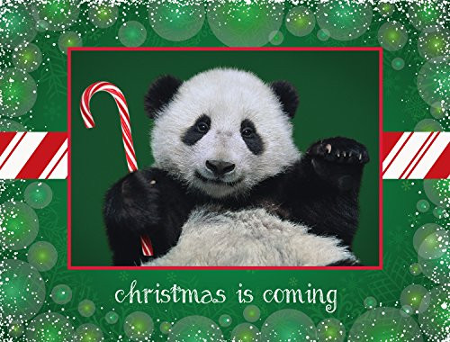 Candy Cane Panda Panda Cub - Boxed Christmas Cards - 5 5/8 x 7 3/8 Inches - 15 Heavyweight Cards and 16 Envelopes
