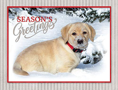 "A Season Of Discovery" Yellow Lab - Boxed Christmas Cards - 5 5/8 x 7 3/8 Inches - 15 Heavyweight Cards and 16 Envelopes