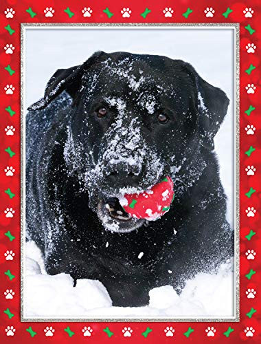 "Best Gift Ever" Black Lab - Boxed Christmas Cards - 5 5/8 x 7 3/8 Inches - 15 Heavyweight Cards and 16 Envelopes