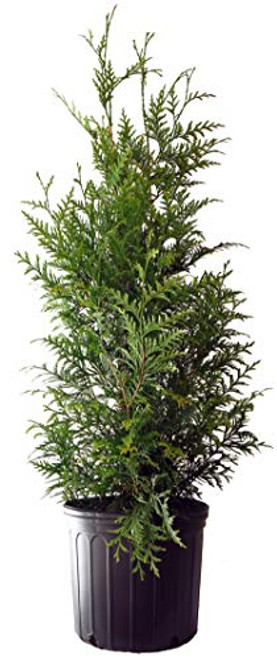 Thuja X 'Green Giant' (Western Arborvitae) Evergreen, #3 - Size Container