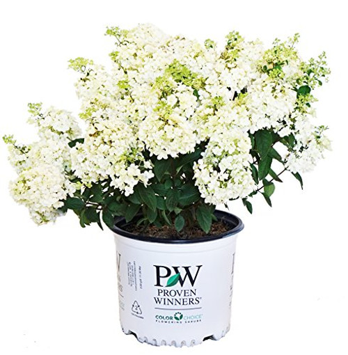 Proven Winners - Hydrangea pan. Bobo (Panicle Hydrangea) Shrub, dwarf form with white flowers, #3 - Size Container