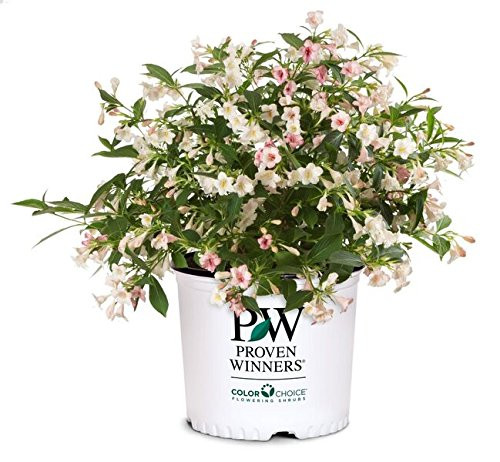 Proven Winners - Weigela florida Sonic Bloom Pearl (Reblooming Weigela) Shrub, white flowers, #3 - Size Container