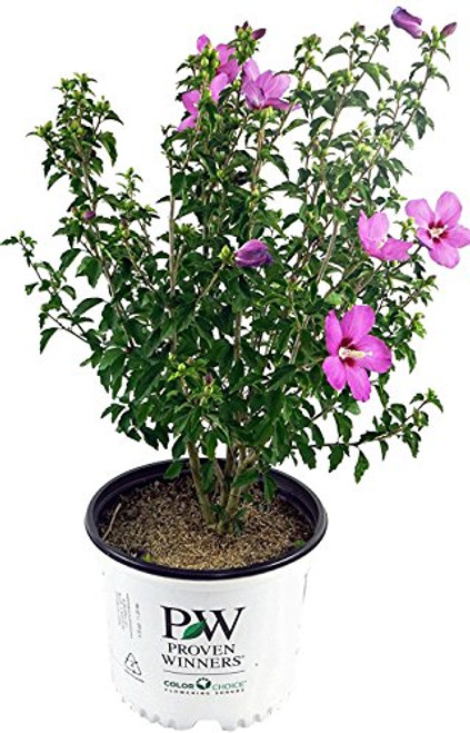 Proven Winners - Hibiscus syriacus Lil' Kim Violet (Rose of Sharon) Shrub, purple flowers with red eye, #3 - Size Container