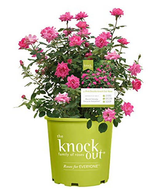 Knock Out Roses - Rosa Pink Double Knock Out (Rose) Rose, double pink flowers, #3 - Size Container