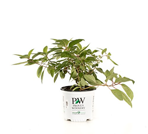 1 Gal. Pinky Winky Hardy Hydrangea (Paniculata) Live Shrub, White and Pink Flowers 1 Gal. Pinky Winky Hardy Hydrangea (Paniculata) Live Shrub, White and Pink Flowers