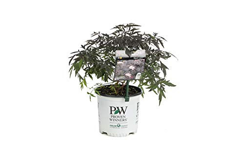 Black Lace Elderberry (Sambucus) Live Shrub, Pink Flowers, 1 Gallon