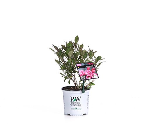 1 Gal. Wine & Roses Reblooming Weigela (Florida) Live Shrub, Pink Flowers and Dark Purple Foliage