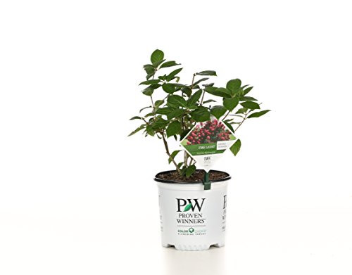 1 Gal. Fire Light Hardy Hydrangea (Paniculata) Live Shrub, White to Pink and Red Flowers