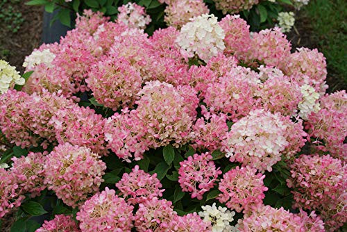 Proven Winners HDYPRC1186101 Fire Light 'Tidbit' Hydrangea Live Plant, 1 Gal, White and Red Flowers Proven Winners HDYPRC1186101 Fire Light 'Tidbit' Hydrangea Live Plant, 1 Gal, White and Red Flowers