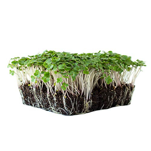 Red Russian Kale Seeds: 1 Lb - Non-GMO Vegetable Garden & Microgreens Growing Seeds - Micro Leafy Greens