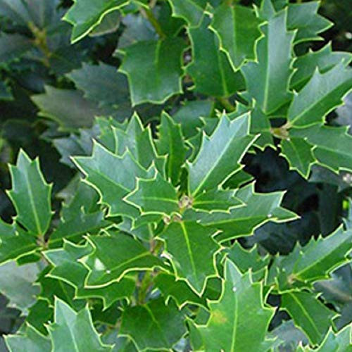 Southern Living Plant Collection SL-223 Oakland Holly, 3 gal, Green