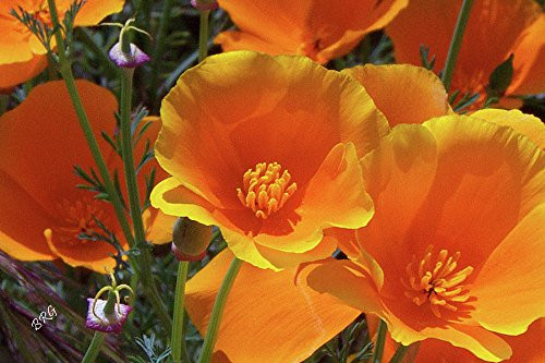 Orange California Poppy Seeds, 1 Oz, 20,000 Seeds by Seeds2Go