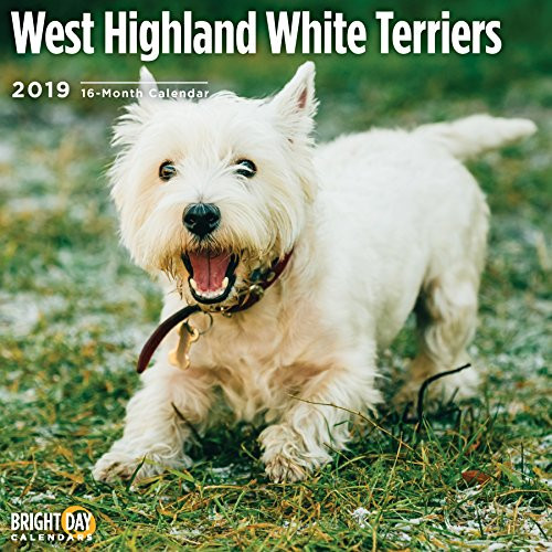 West Highland White Terrier 2019 16 Month Wall Calendar 12 x 12 Inches West Highland White Terrier 2019 16 Month Wall Calendar 12 x 12 Inches