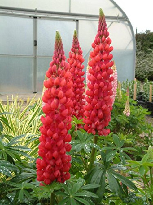 Seeds Lupin Red Beauty Giant Flower Perennial Outdoor Garden Cut Organic Ukraine