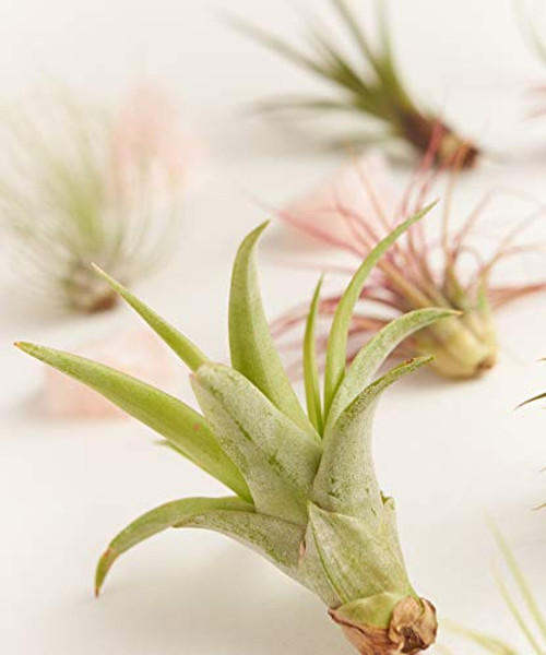 Shop Succulents | Live Air Plants Hand Selected Assorted Variety of Species, Tropical Houseplants for Home D?r and DIY Terrariums, 16-Pack