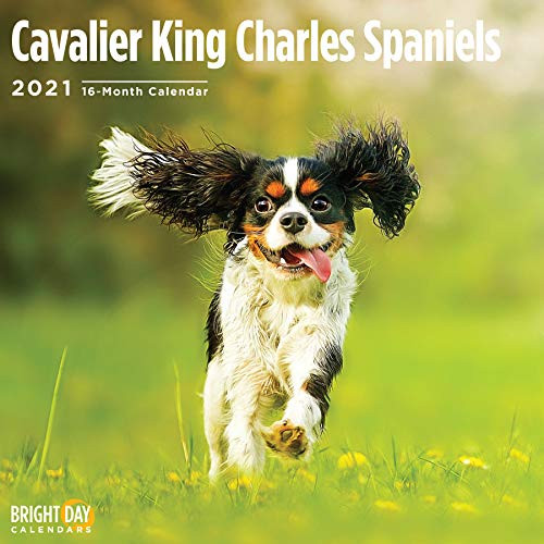 2021 Cavalier King Charles Spaniels Wall Calendar by Bright Day, 12 x 12 Inch, Cute Dog Puppy