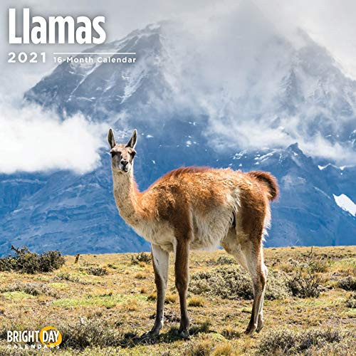 2021 Llamas Wall Calendar by Bright Day, 12 x 12 Inch, Cute Fluffy Funny Farm Animal
