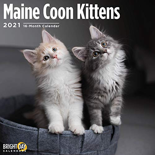 2021 Maine Coon Kitten Calendar by Bright Day, 12 x 12 Inch, Cute Kitty Cat
