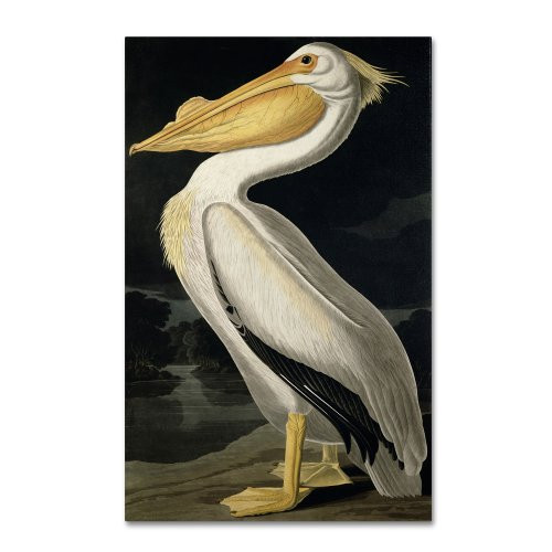 American White Pelican Artwork by John James Audubon, 16 by 24-Inch Canvas Wall Art