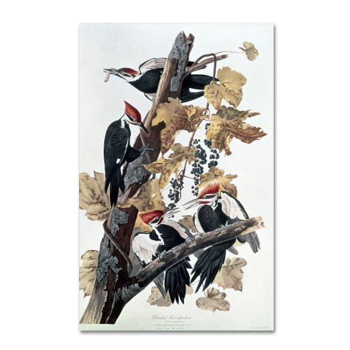 Pileated Woodpeckers Artwork by John James Audubon, 16 by 24-Inch Canvas Wall Art