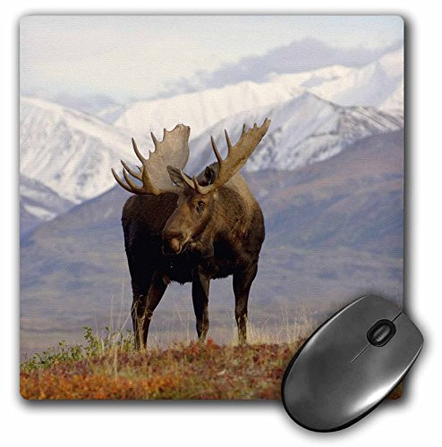 3dRose LLC 8 x 8 x 0.25 Inches Mouse Pad, Moose Bull Wildlife Denali National Park Alaska Steve Kazlowski (mp_87701_1)