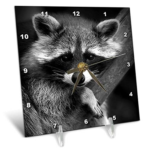 3dRose dc_173001_1 Baby Raccoon Black and White Digital Image-Desk Clock, 6 by 6-Inch