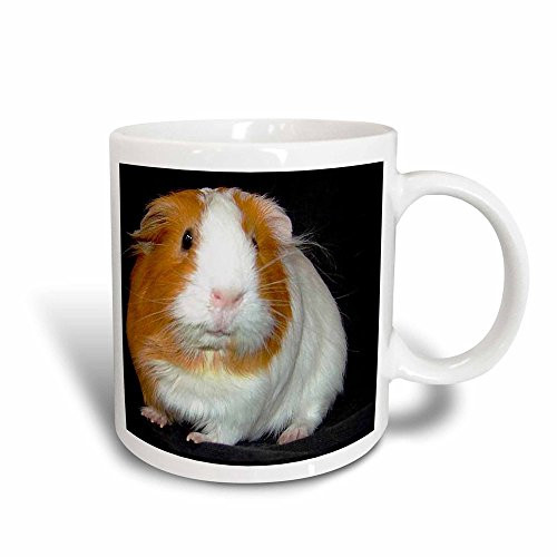 3dRose mug_1061_3 Guinea Pig Magic Transforming Mug, 11-Ounce