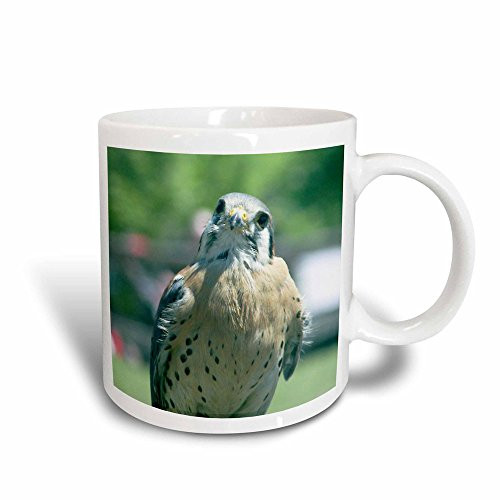 3dRose mug_195161_3 Peregrine Falcon Magic Transforming Mug, 11-Ounce