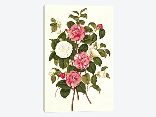 iCanvasART 1 Piece Camellia Canvas Print by English School, 18" x 12"/0.75" Deep