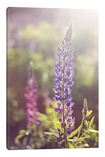 iCanvasART Lupine Flare Canvas Print by Katherine Gendreau, 18" x 12"