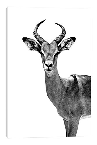 iCanvasART Antelope White Edition Canvas Print, 18" x 12"