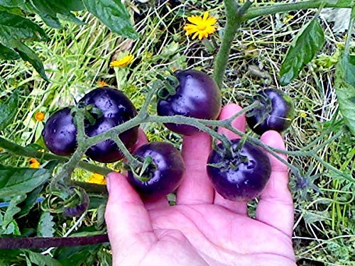 Black and Purple-Blue Indigo Rose Tomato Seeds for Planting Around 15-20 Seeds Black and Purple-Blue Indigo Rose Tomato Seeds for Planting Around 15-20 Seeds