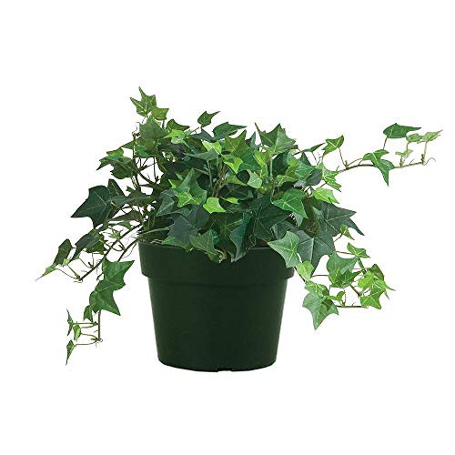 American Plant Exchange Easy Care English Ivy California Trailing Vine Live Plant, 6" Pot, Indoor/Outdoor Air Purifier