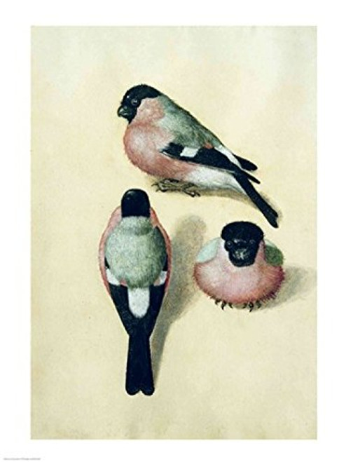 Posterazzi Three studies of a bullfinch Poster Print by Albrecht Durer, (18 x 24) Posterazzi Three studies of a bullfinch Poster Print by Albrecht Durer, (18 x 24)