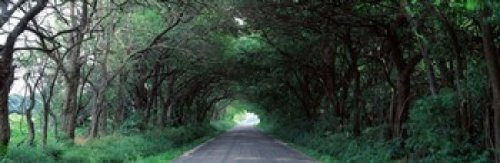 Road Through Trees Marion County Illinois USA Poster Print (18 x 6) Road Through Trees Marion County Illinois USA Poster Print (18 x 6)